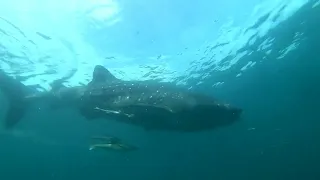 Diving Indonesia: Whale Sharks!