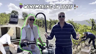 WINEMAKING IN ITALY FROM A TUSCAN VINEYARD - Vendemmia 2021 at LIVERNANO