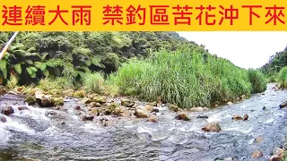 三峽橫溪連續大雨 上游禁釣區苦花沖下來 #三峽橫溪 #溪釣 #苦花