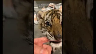 baby cute tiger - cutest baby tiger videos that you have to see - cute baby animals