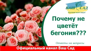 Отвечаем на вопросы, почему не цветёт бегония. Ваш сад