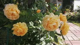Английская роза Голден Селебрейшн .Селекционер Дэвид Остин.