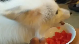 My Pet Fox Loves Watermelon!