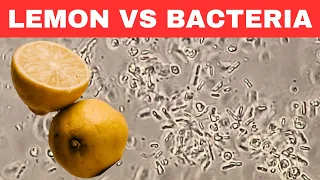 LEMON vs BACTERIA under Microscope - Nature's Disinfectant