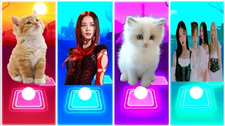 CUTE CAT JISOO FLOWER vs BLACKPINK JISOO FLOWER vs CUTE CAT CUPID vs FIFTY FIFTY CUPID