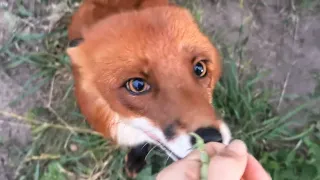 ALF the FoX ZOOMIES