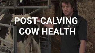 Post-calving cow health