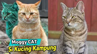 Mengenal Moggy Cat, Jenis Kucing Kampung Paling Populer di Dunia