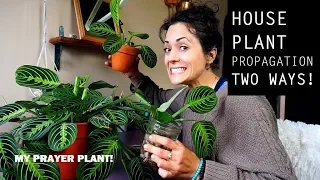 Houseplant Propagation | My Prayer Plant