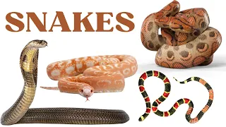 25 Types of Snakes for Kids: Learn about Snakes for Children