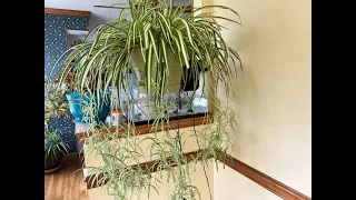 How to take care of the spider plant