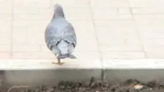 Pigeon-monster! / Голубь-монстр!