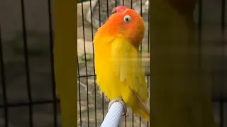 Lovebird Sounds Singing #lovebird #lovebirdsinging  #lovebirdsound