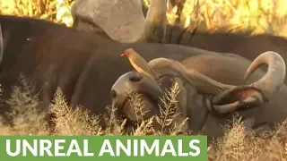 Helpful birds eagerly clean buffalo's nostril