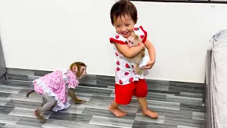 Monkey Kaka was jealous when saw Diem hugging baby monkey Mit