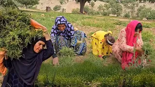 Harvesting agricultural products by rural ladies