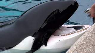 Orca KILLER WHALE Kiska frightfully beautiful eating, worn teeth, big tongue, at Marineland Niagara