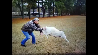 When Sheep attack! #lazypondfarm