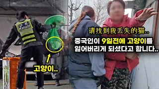 중국인이 9일전에 고양이를 잃어버리셨다고 합니다.. (고양이탐정) 失踪的猫