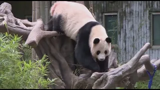 Гигантская панда из Китая стала звездой соцсетей