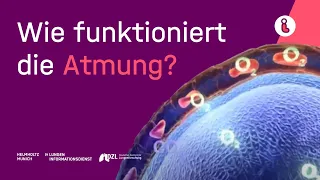 Lungeninformationsdienst: Die Atmung