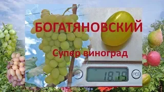 Виноград 2018. Виноград Богатяновский. Отзыв о винограде