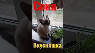 Сиамская кошка Соня.#днр #донецк #война #кошка #вкусняшка#гель#еда