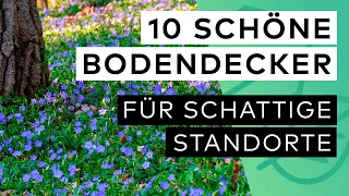 Bodendecker Halbschatten: Die 10 schönsten Pflanzen im Überblick