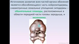 Развитие (гистогенез) основного органа обоняния и вомероназального (якобсонова) органа