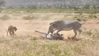 Mother Zebra Save Baby Fail From Lion Attack