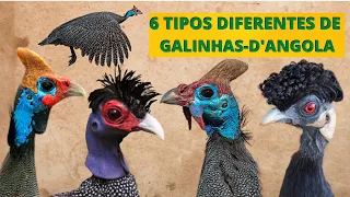 VOCÊ NUNCA VIU ESSAS GALINHAS! CONHEÇA TODAS AS ESPÉCIES DE GALINHAS-D'ANGOLA DO MUNDO! AVES LINDAS!