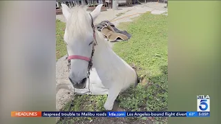 Horse gets swallowed by sinkhole in Southern California