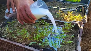 You'll Never Believe these Tomato seedling Grow Like Crazy if You Inject Them With This Fertilizer