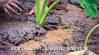 Fertilizing Kalo at Hoʻokuaʻāina