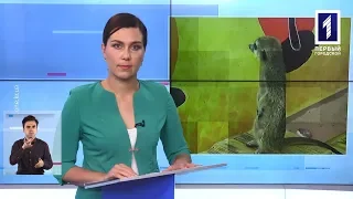Новини Кривбасу 16 жовтня 2019 (сурдопереклад): контактні зоопарки, облили кислотою, полювання