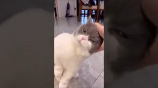 When My Cat Wants Me To  Pet Her 😹😹 | Pretty Cat 😻😻