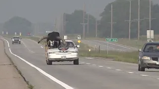 Car With Bull Riding Shotgun Pulled Over by Police in Nebraska -- Storyful