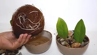 How to Grow ZZ Plant Leaf Cuttings in Bowl of Water with Coconut Husk