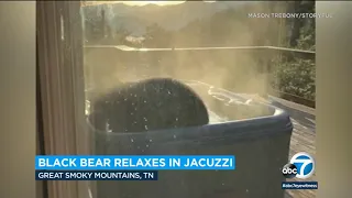 Bear takes morning dip in hot tub | ABC7