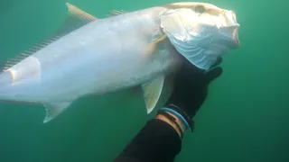 spearfishing israel amberjack 2 in 1/подводная охота в Израиле