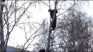 Bear Chases Russian Guy Up a Tree
