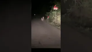 Attacco di lupo sulla strada