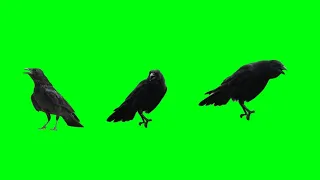 Crow Bird Crowing Green Screen Effect Real Footage HD Video