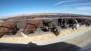 Feedlot Health Feed Alley