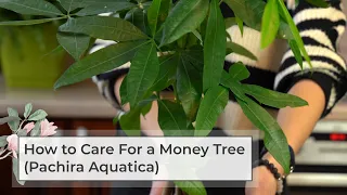 How to care for a money tree (pachira aquatica)