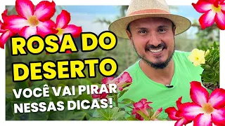 Não compre ROSA DO DESERTO sem assistir esse vídeo