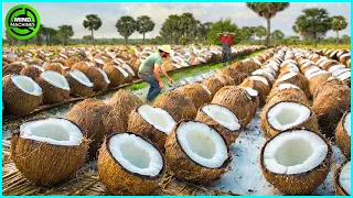 The Most Modern Agriculture Machines That Are At Another Level, How To Harvest Coconuts In Farm ▶1