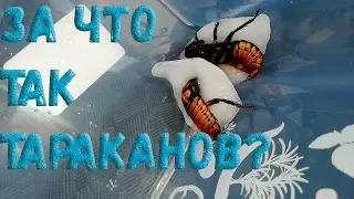 Что если мадагаскарских тараканов поместить в жидкий азот?