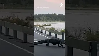 Alligator slowly crosses road in South Carolina