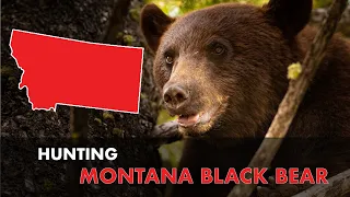 Everything You Need to Know About Montana Black Bear | MASTER THE DRAW